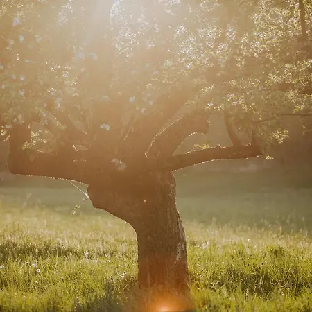 B&B Kosbor Panzio Magyarszombatfa