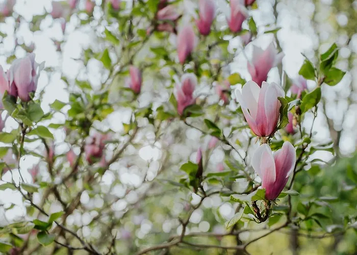 Kosbor Panzio ベッド・アンド・ブレックファスト